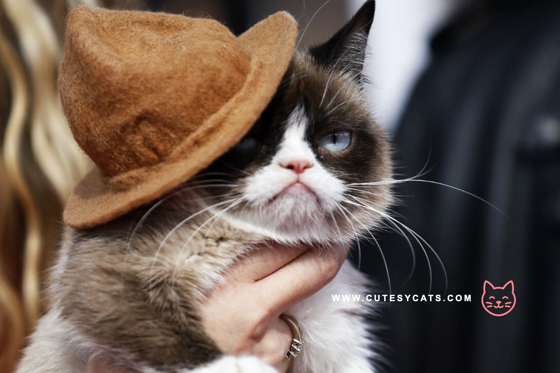 Why Is Your Cat Grumpy at Christmas Parties?